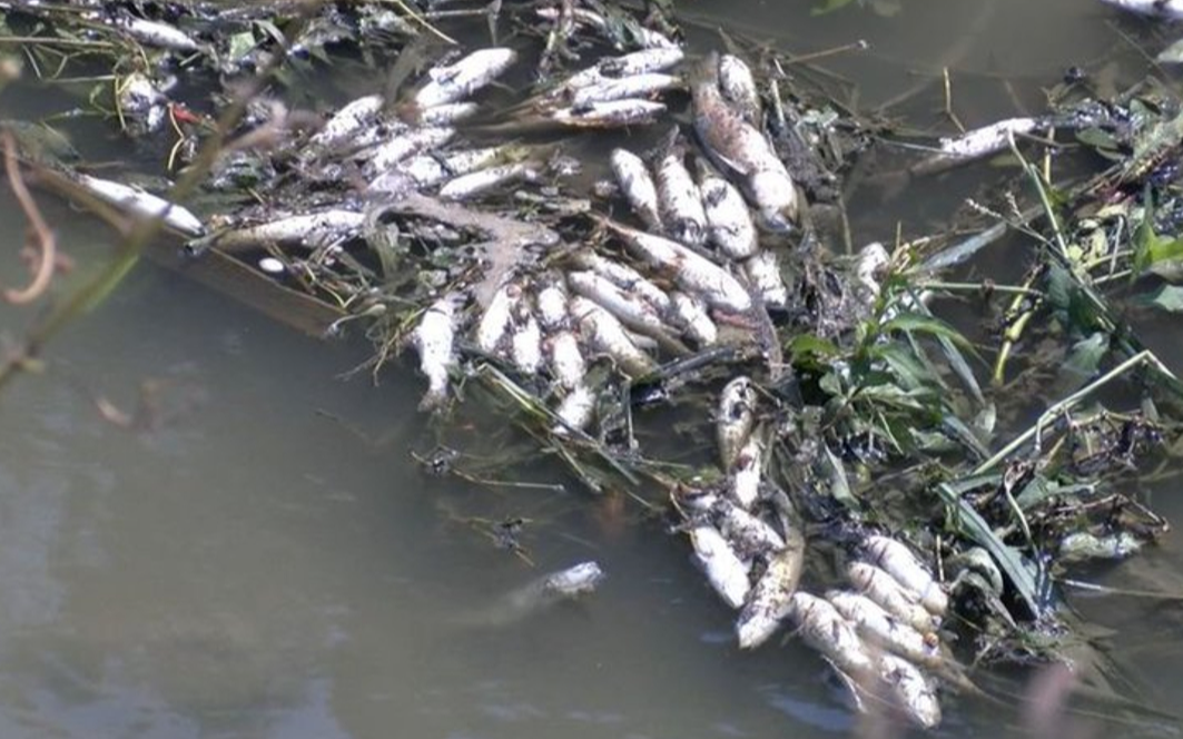 Alibeyköy Deresi'nde toplu balık ölümleri