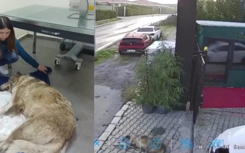 Sakarya’da bir köpek otomobille ezildi
