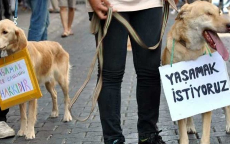 Tekirdağ'da köpeğe şiddet uygulayan kişi hakkında soruşturma başlatıldı