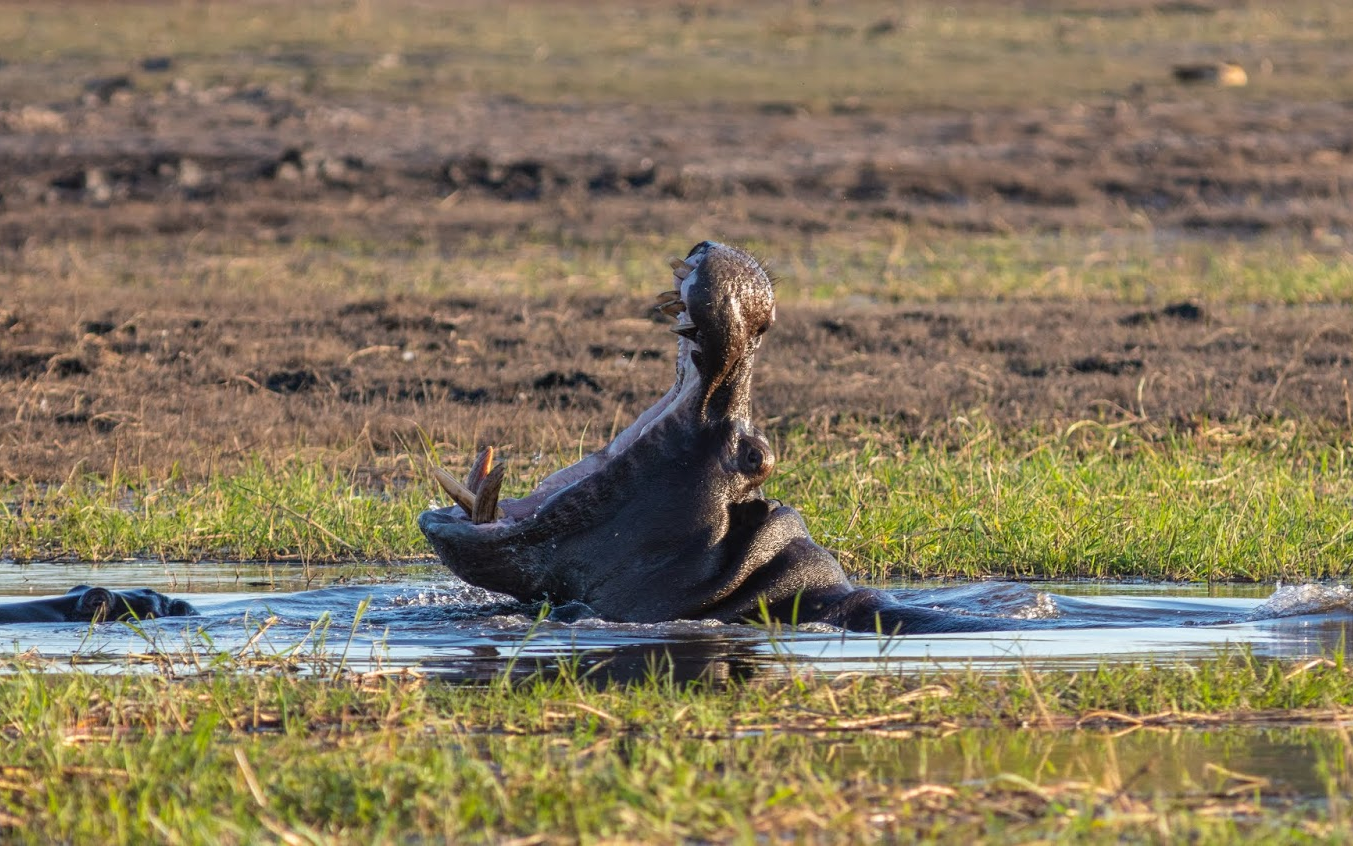 Malavi'de hipopotam saldırısı: Bir ölü, 23 kayıp