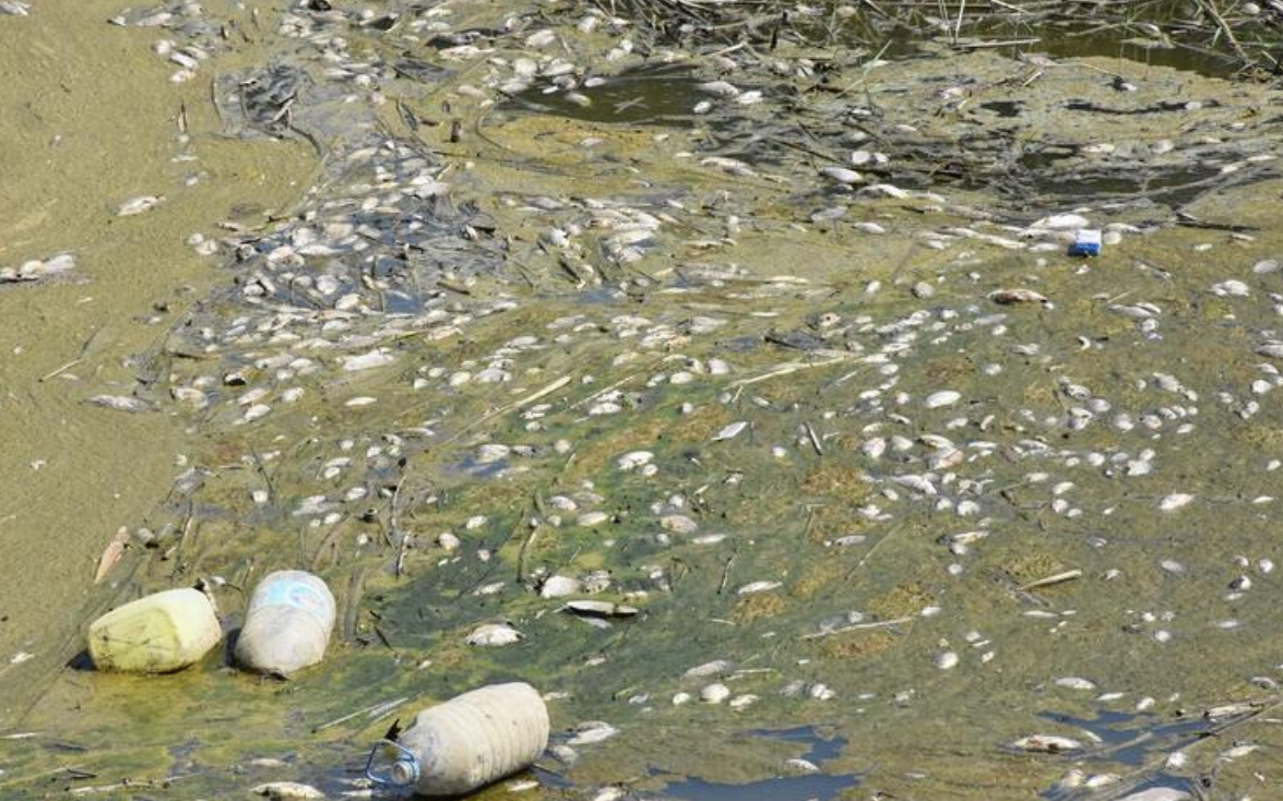 Büyük Menderes Nehri'nde toplu balık ölümleri