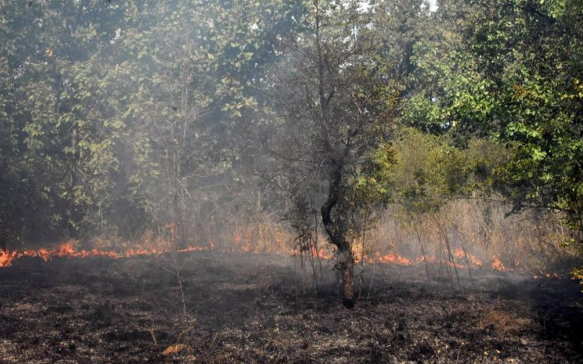 Edirne'de orman yangını çıktı