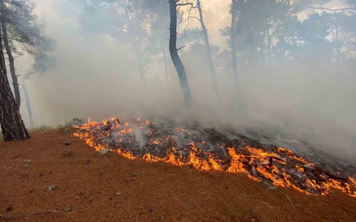 Çanakkale'de örtü yangını: 2,5 hektarlık alan zarar gördü