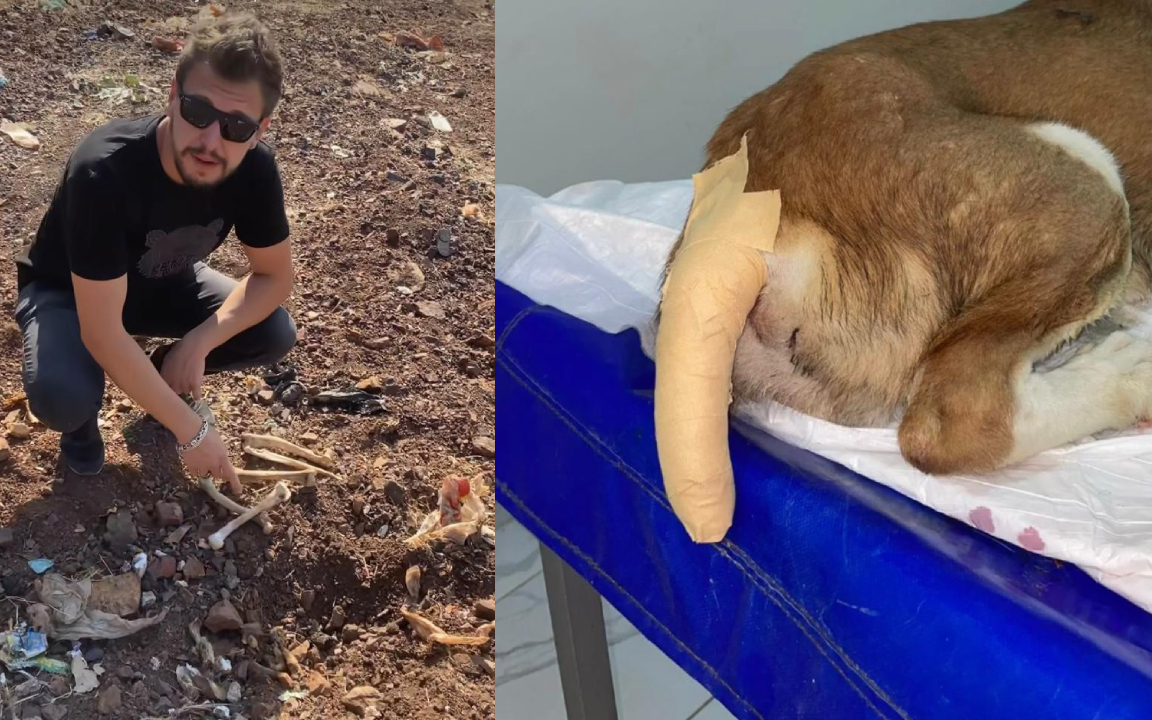 Antalya'da belediyelere ait barınaklarda toplu hayvan mezarları bulundu